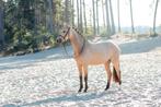 * Chique, lieve, valk E-pony merrie *, Dieren en Toebehoren, Pony's, B, Gechipt, 3 tot 6 jaar, Merrie