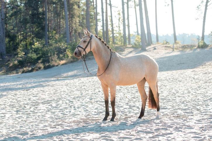 * Chique, lieve, valk E-pony merrie *, Dieren en Toebehoren, Pony's, Merrie, B, E pony (1.48m - 1.57m), 3 tot 6 jaar, Met stamboom