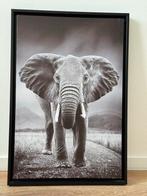 Zwart-wit olifant foto wanddecoratie 60x40 cm, Ophalen, Zo goed als nieuw, Foto of Poster, Minder dan 50 cm