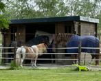 Droomplekje vrij voor sociale pony op privéstal in SCHIJNDEL, Dieren en Toebehoren, Stalling en Weidegang, Weidegang, 1 paard of pony