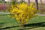 Forsythia - Chinees Klokje, Tuin en Terras, Planten | Struiken en Hagen, Ophalen of Verzenden, Overige soorten, Struik, Minder dan 100 cm