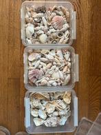 Schelpen voor sier, Ophalen, Schelp(en)