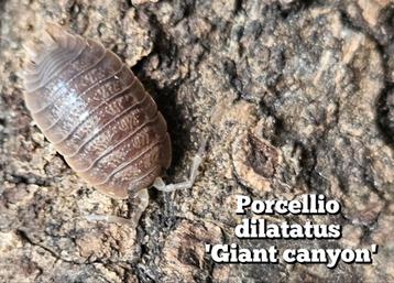 Porcellio dilatatus 'Giant canyon' beschikbaar voor biedingen