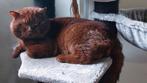 Britse Korthaar Chocolate Dekkater