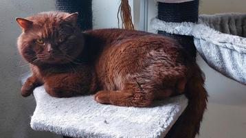 Britse Korthaar Chocolate Dekkater beschikbaar voor biedingen