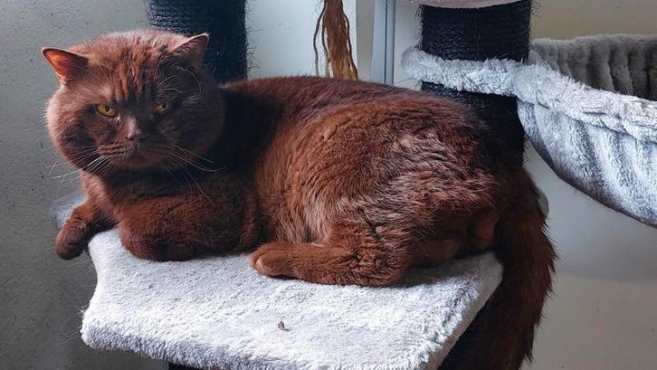 Britse Korthaar Chocolate Dekkater, Dieren en Toebehoren, Katten en Kittens | Dekkaters