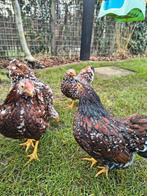 Prachtige wyandottes jonge dieren. 4 stuks., Dieren en Toebehoren, Pluimvee, Meerdere dieren, Kip