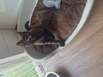 Mainecoon x Britse katertje en een vol mainecoon poesje, Dieren en Toebehoren, Kater