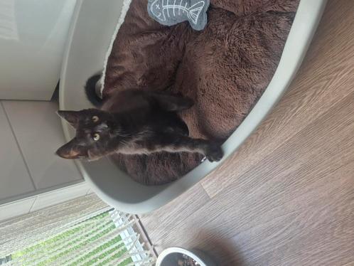 Mainecoon x Britse katertje en een vol mainecoon poesje, Dieren en Toebehoren, Katten en Kittens | Overige Katten, Kater