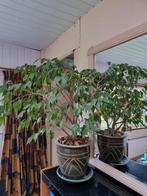 Ficus Benjamina inclusief pot., Huis en Inrichting, Kamerplanten, Minder dan 100 cm, Ficus, Halfschaduw, In pot