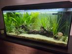 Aquariumvissen, Dieren en Toebehoren, Ophalen, Gevuld zoetwateraquarium
