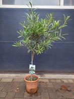 Olea Europaea - Olijfboompje H: 103 cm., 100 tot 250 cm, Olijfboom, Zomer, Ophalen