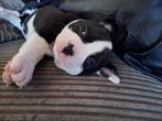 Old englisch bulldog pups, Dieren en Toebehoren, Honden | Bulldogs, Pinschers en Molossers, Rabiës (hondsdolheid), 8 tot 15 weken