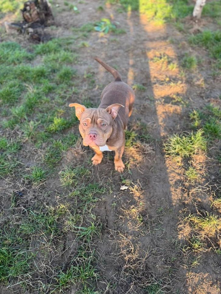 American pocket bully, Dieren en Toebehoren, Honden | Dekreuen, Teef, Particulier, Eén hond, Nederland, 15 weken tot 1 jaar, CDV (hondenziekte)