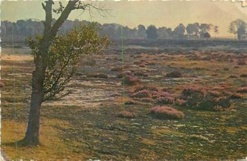 (381-247-011) Nunspeet Groeten uit beschikbaar voor biedingen