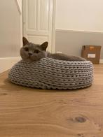 Herplaatser - Britse Korthaar - grijs - 9 jaar, Dieren en Toebehoren, Katten en Kittens | Raskatten | Korthaar, Kater, Met stamboom