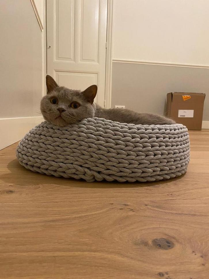 Herplaatser - Britse Korthaar - grijs - 9 jaar, Dieren en Toebehoren, Katten en Kittens | Raskatten | Korthaar, Kater, 6 jaar of ouder