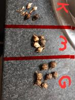 Alocasia Polly knolletjes, Ophalen of Verzenden, Overige soorten, Halfschaduw, Minder dan 100 cm