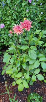 3 verschillende Dahlia's, Ophalen, Zomer, Overige soorten, Volle zon
