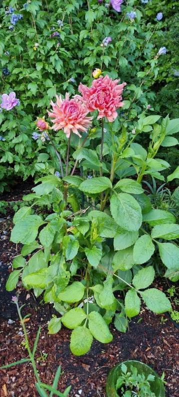 3 verschillende Dahlia's beschikbaar voor biedingen