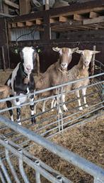 2 toggenburger horenloos en 1 bonte geit horenloos te koop, Meerdere dieren, Geit