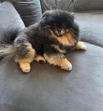 Charmante Black & Tan Pomeriaan – Dekreu beschikbaar, Dieren en Toebehoren, Fokker | Hobbymatig, Reu, CDV (hondenziekte), Buitenland