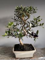 Olea Europaea 'Olijf' Bonsai 9 jaar, Tuin en Terras, Planten | Bomen, Volle zon, Bloeit niet, Minder dan 100 cm, Overige soorten