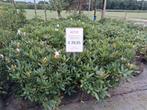 Rhododendron Cunningham White - Prachtige Struik, Ophalen of Verzenden, Rhododendron, Struik, 100 tot 250 cm