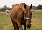 Box te huur voor paard - kleinschalige stal Ter Aar, Dieren en Toebehoren, Stalling en Weidegang, Weidegang