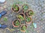 meerdere yucca rostrata zie foto 7 stuks, Tuin en Terras, Planten | Tuinplanten, Ophalen, Zomer, Overige soorten, Volle zon