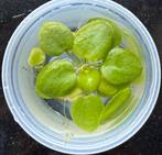 Amazone kikkerbeet (Limnobium laevigatum), Dieren en Toebehoren, Ophalen of Verzenden, Nieuw, Plant(en), Steen of Hout