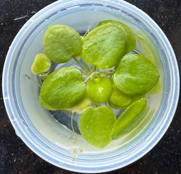 Amazone kikkerbeet (Limnobium laevigatum) beschikbaar voor biedingen