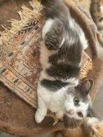 Kitten 7 maanden oud (Boskat Noorse), Meerdere dieren, 0 tot 2 jaar