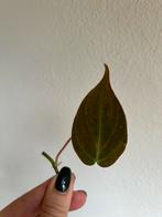 Philodendron micans, verse stek, Ophalen of Verzenden, Halfschaduw, Minder dan 100 cm