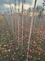 Eetpeerbomen uit de grond, Tuin en Terras, Planten | Fruitbomen, Ophalen, 100 tot 250 cm, Perenboom, Lente