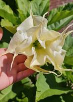 Brugmansia /Engelentrompet Candida plena x Rosa traum, Tuin en Terras, Planten | Tuinplanten, Ophalen, Zomer, Overige soorten