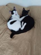 2 prachtige lieve katjes zoeken een liefdevolle familie, Dieren en Toebehoren, Katten en Kittens | Overige Katten, Meerdere dieren