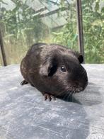 3 mooie lieve cavia zeugjes, Februari, Vrouwelijk, Cavia