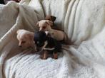 Schattige dwergteckel x keeshondje pups, puppies, CDV (hondenziekte), 8 tot 15 weken, Korthaar, Dwerg