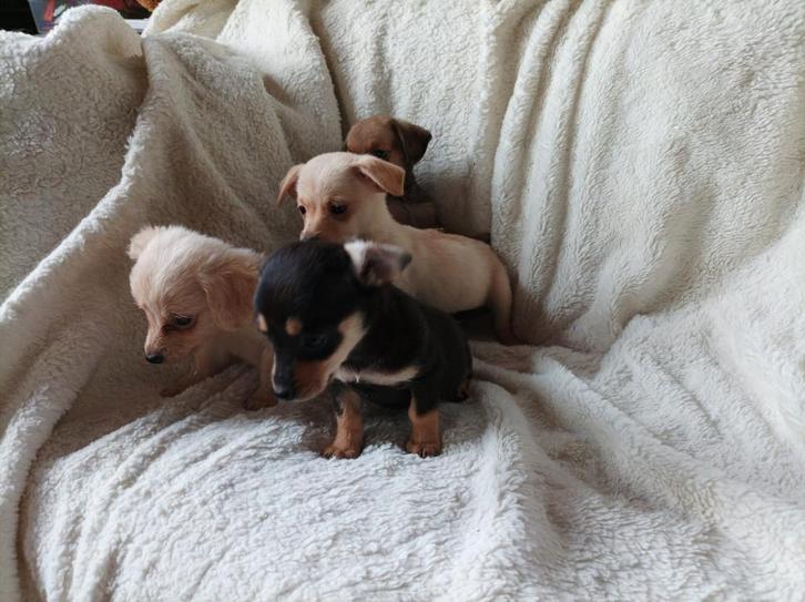 Schattige dwergteckel x keeshondje pups, puppies, Dieren en Toebehoren, Honden | Teckels en Dashonden, Meerdere dieren, Korthaar