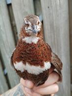 Kwartel haan, Dieren en Toebehoren, Pluimvee, Mannelijk, Overige soorten
