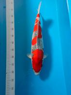 3 koi te koop, Dieren en Toebehoren, Karper of Koi