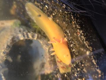 Axolotls in meerdere kleuren beschikbaar voor biedingen