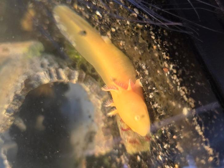Axolotls in meerdere kleuren, Dieren en Toebehoren, Reptielen en Amfibieën, Hagedis, 0 tot 2 jaar
