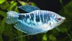 Trichopodus Trichopterus Cosby - Blauwe Gourami, Vis, Zoetwatervis