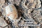 Porcellio scaber 'Dalmatian calico', Dieren en Toebehoren, Insecten en Spinnen, Overige soorten