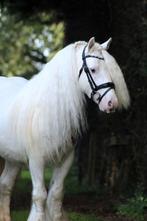 Bloedmooie super lieve 7 jarige tinker ruin, Gechipt, B, Ruin, C pony (1.27m tot 1.37m)