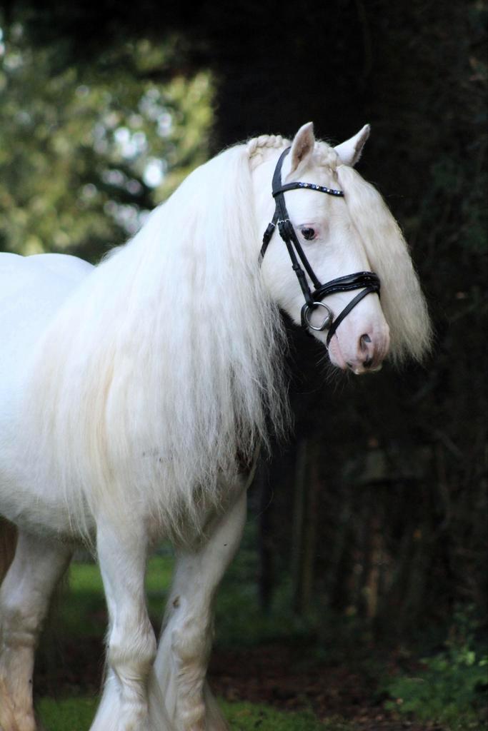 Bloedmooie super lieve 7 jarige tinker ruin, Dieren en Toebehoren, Pony's, Ruin, B, C pony (1.27m tot 1.37m), 7 tot 10 jaar, Gechipt