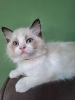 Prachtige Ragdoll kittens met stamboom, Meerdere dieren, Gechipt, 0 tot 2 jaar
