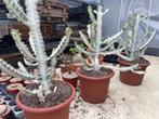 Cactus Euphorbia Lactea White Ghost potmaat 30cm, Minder dan 100 cm, Groene kamerplant, Halfschaduw, Ophalen of Verzenden